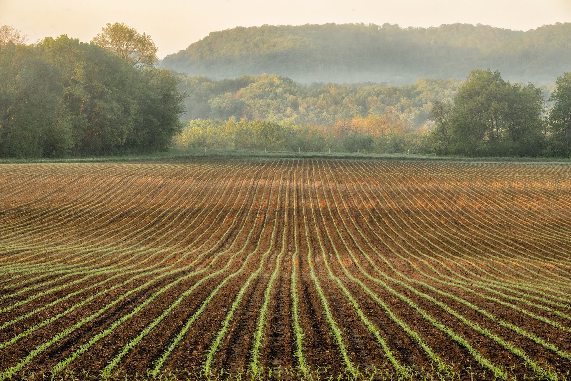 Frisch bestelltes Feld mit jungen Pflanzenreihen im Morgendunst